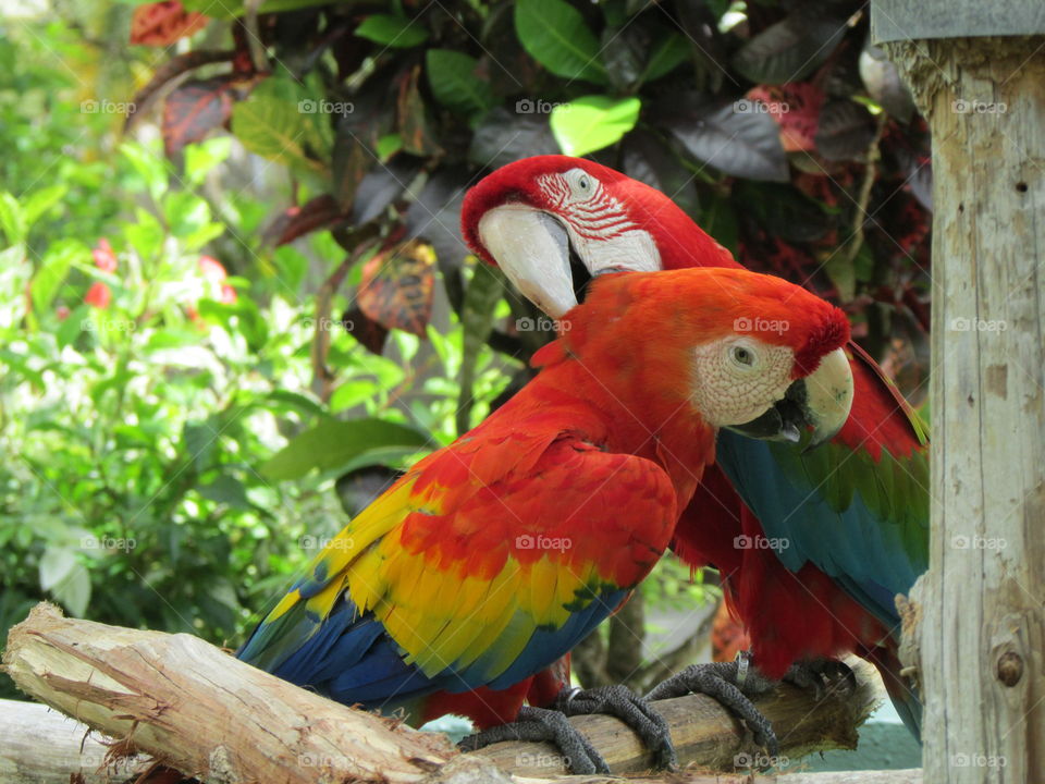 Red parrots 