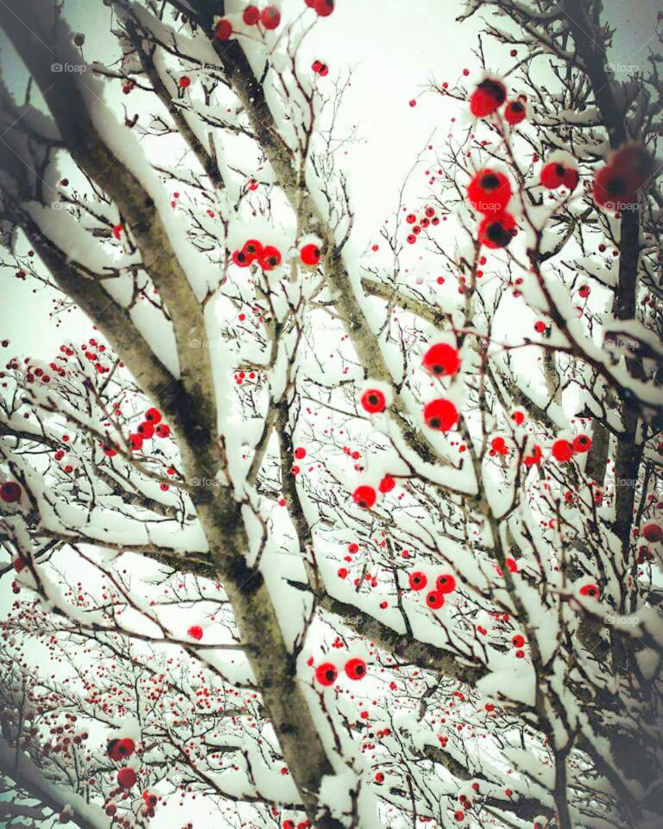 winter berry tree