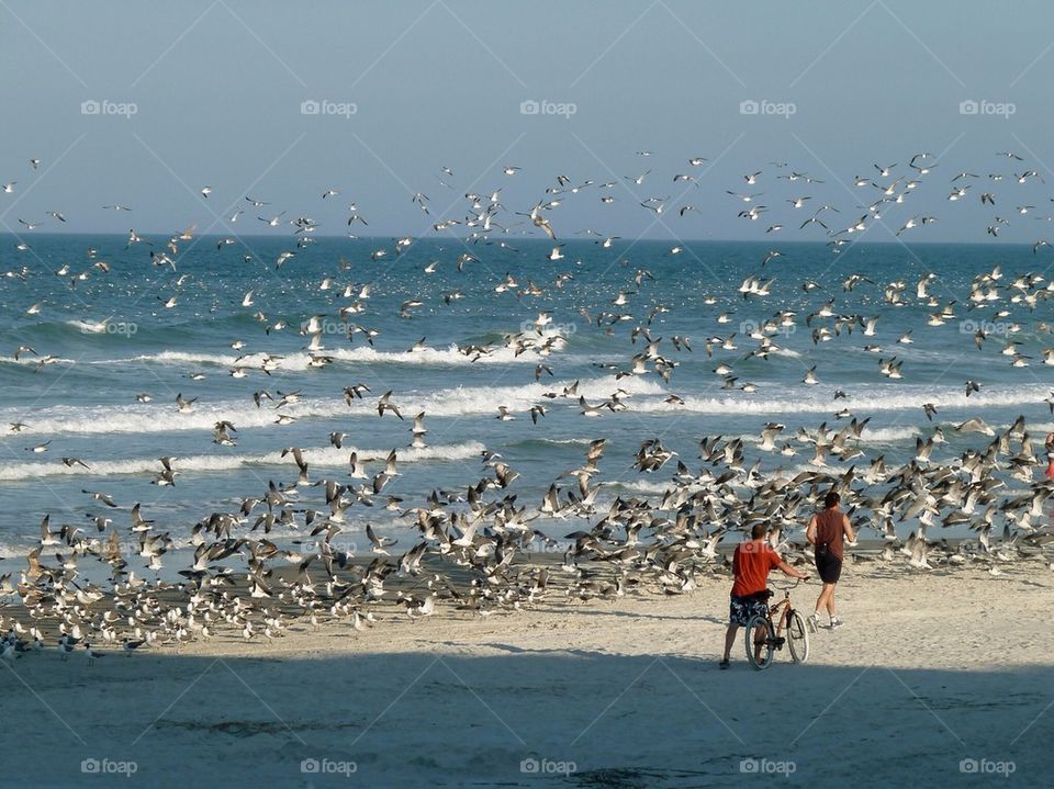 A bird day on the beach. East coast Florida 