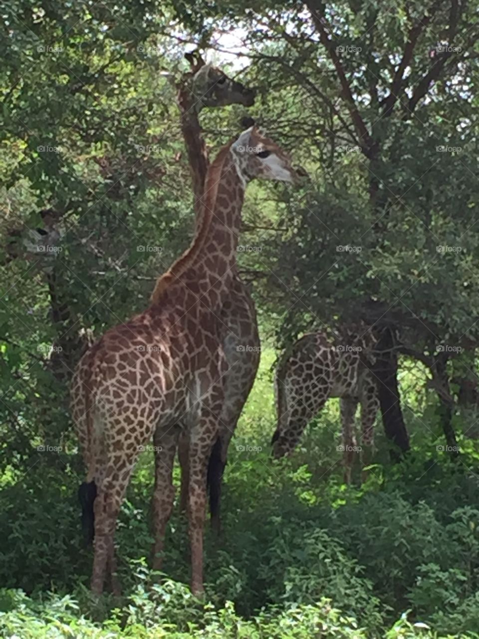 Nature, Giraffe, Wildlife, Mammal, Tree