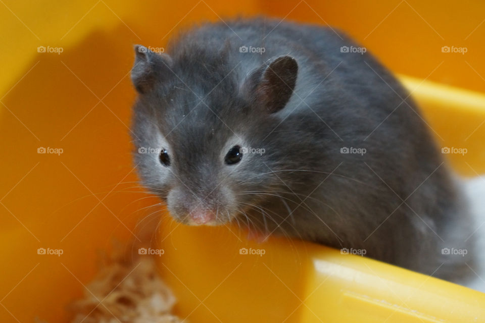 gray portrait golden hamster by eksw