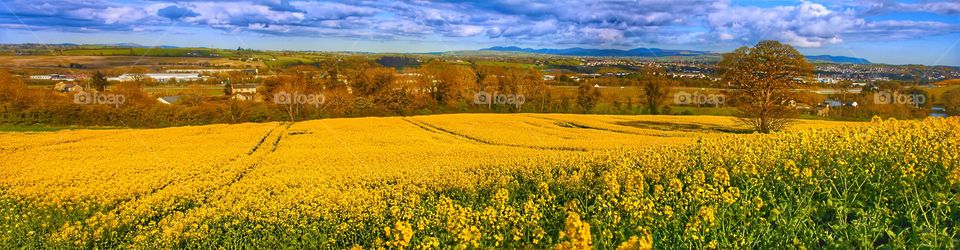 Rapeseed field Panoramic in Ireland. field, landscape, rapeseed, yellow, agriculture, panoramic, farm, nature, rural, summer, blue, sky, green, spring, environment, beautiful, flower, country, panorama, countryside, meadow, season, crop, plant, rape,