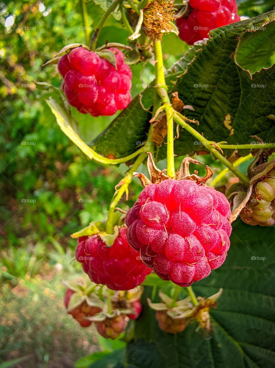 Ripe raspberries on a branch with green leaves.