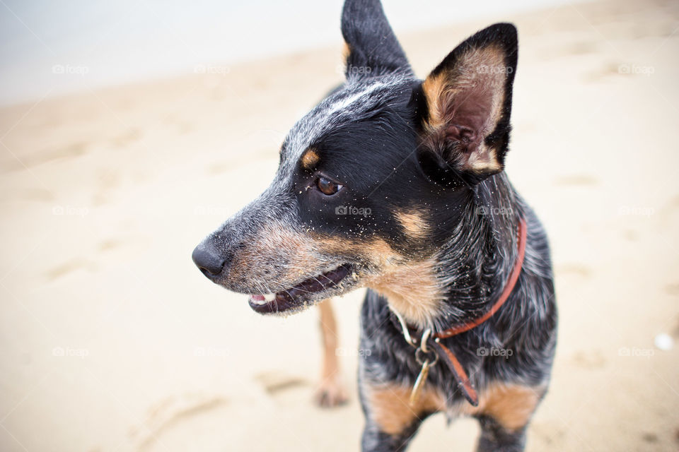 Beach dog 