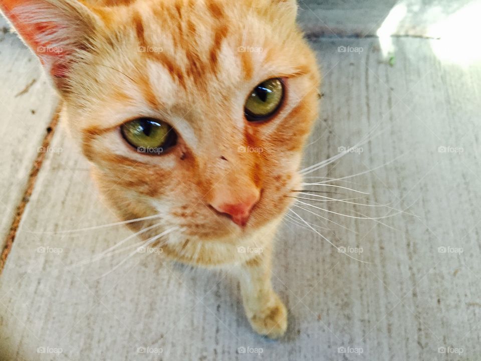 Yellow Tabby Cat. Found a new friend today