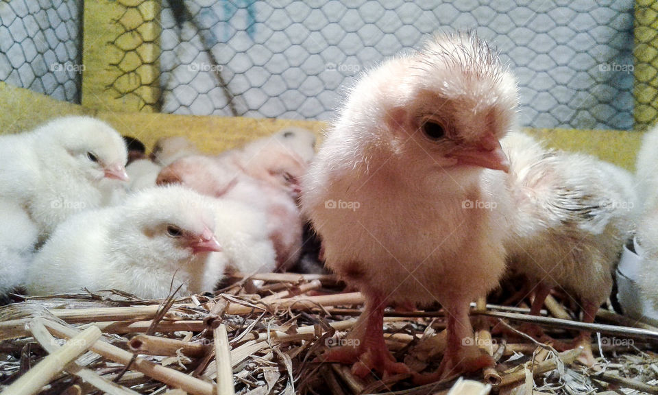 1 day old chick