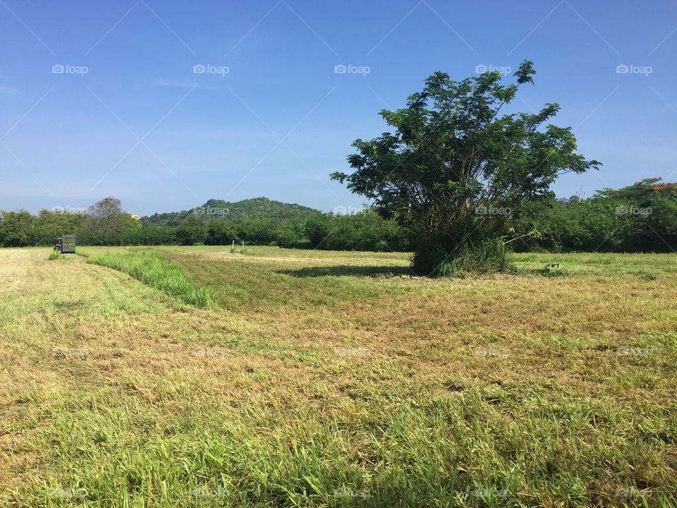 Landscape, Tree, Nature, Grass, Field