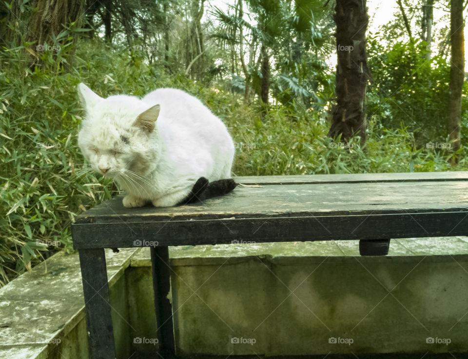 White cat on a bench