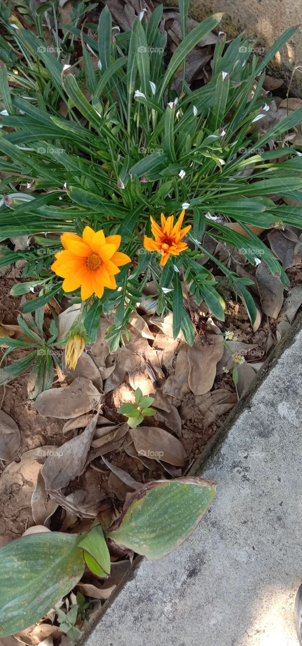 Live Life in Full Bloom ♥️💫