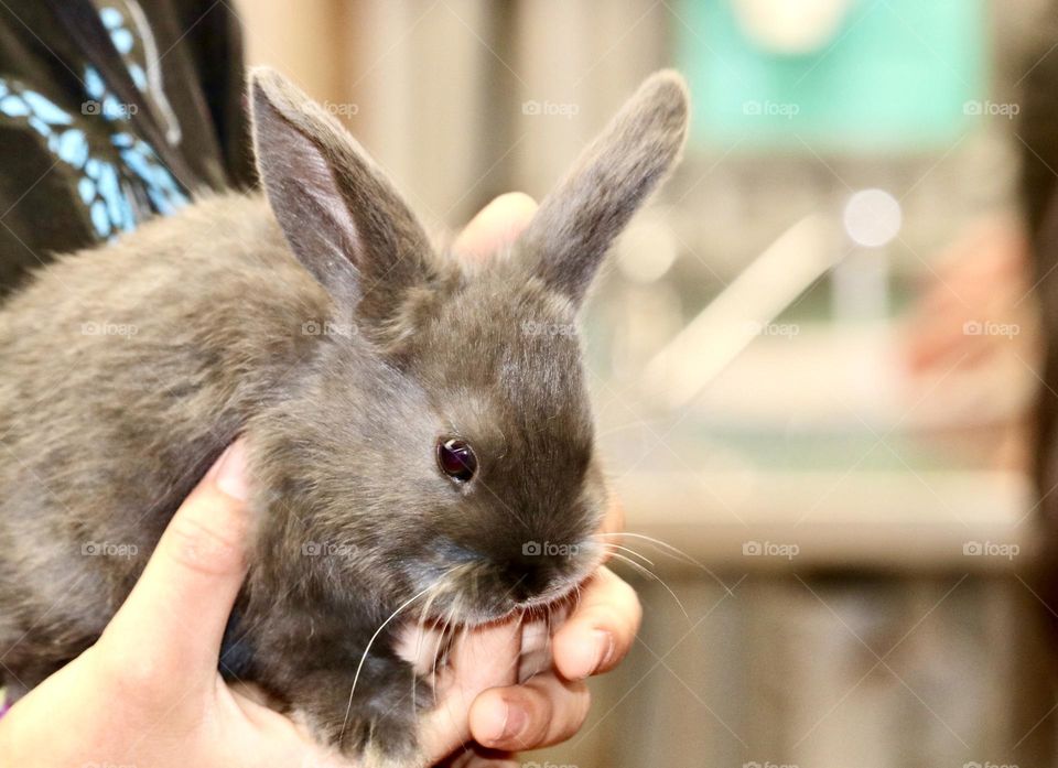 Child holding a young grey rabbit in hands, room for text, year of the rabbit, Latin Leporidae, Oryctolagus cuniculus