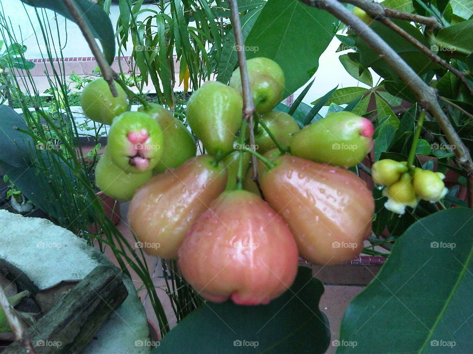 watery rose aple (jambu air), juicy, sweet and rich vitamin C
