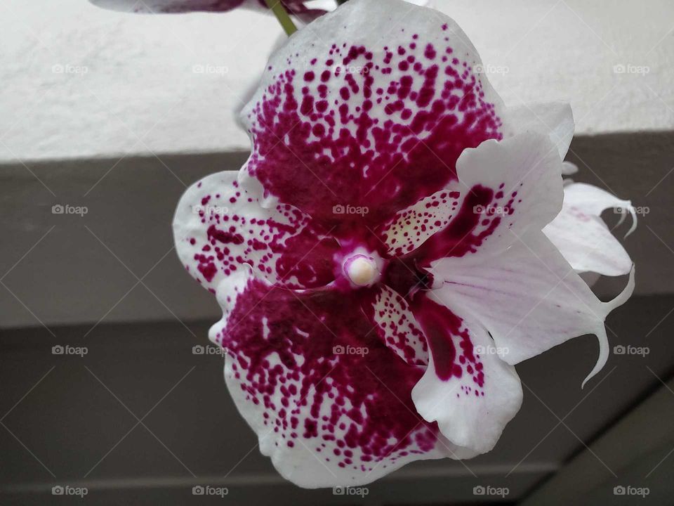 exotic orchid