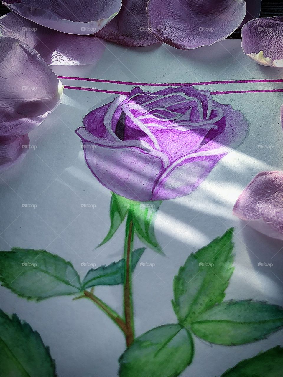 Pencil drawing: purple rose bud with green stem and leaves. Purple rose petals lie on the drawing of a rose. A ray of sun falls on the drawing