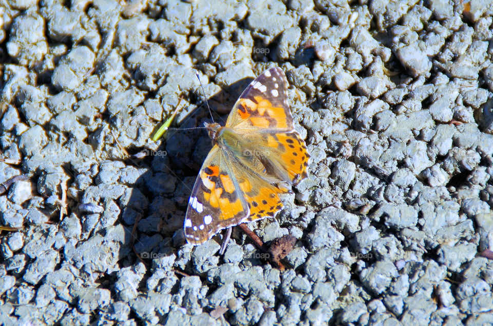 butterfly down  the ground