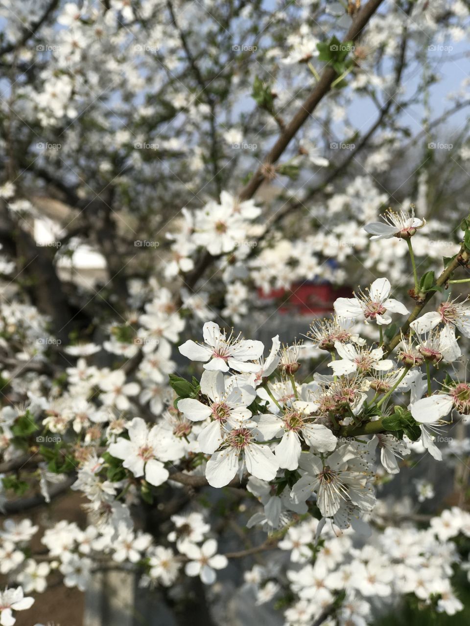 Hello spring. Blooming branch