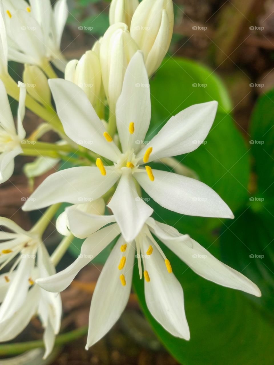 Beautiful white flower