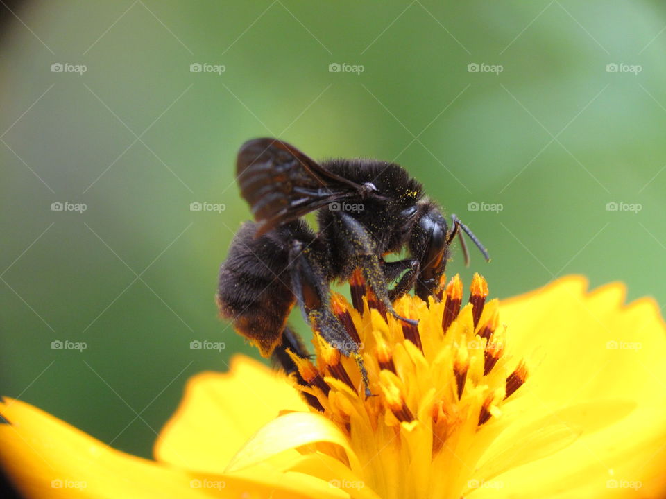 Bee