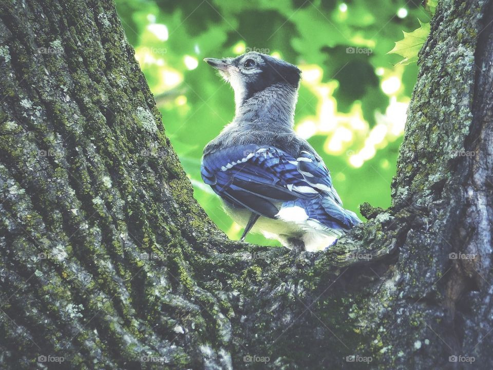 Curios little Bluejay in my tree