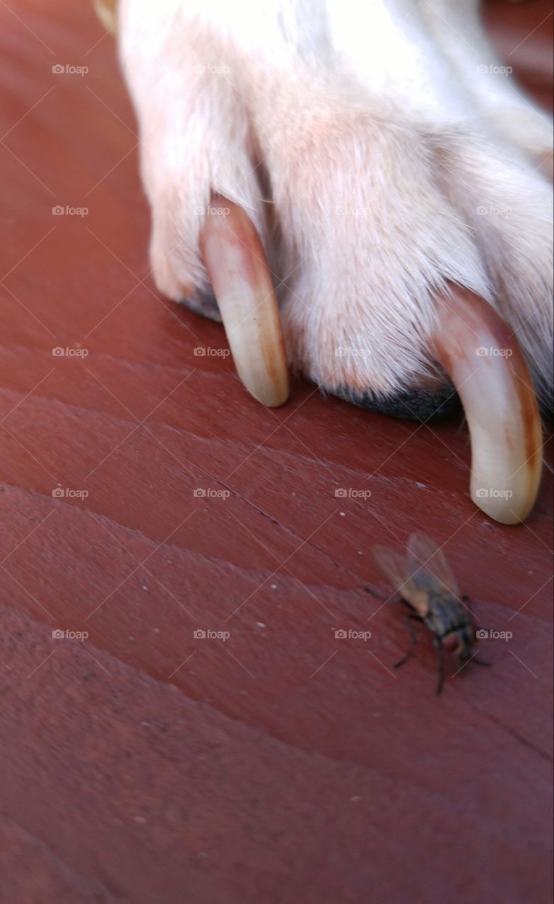 Fly and paw