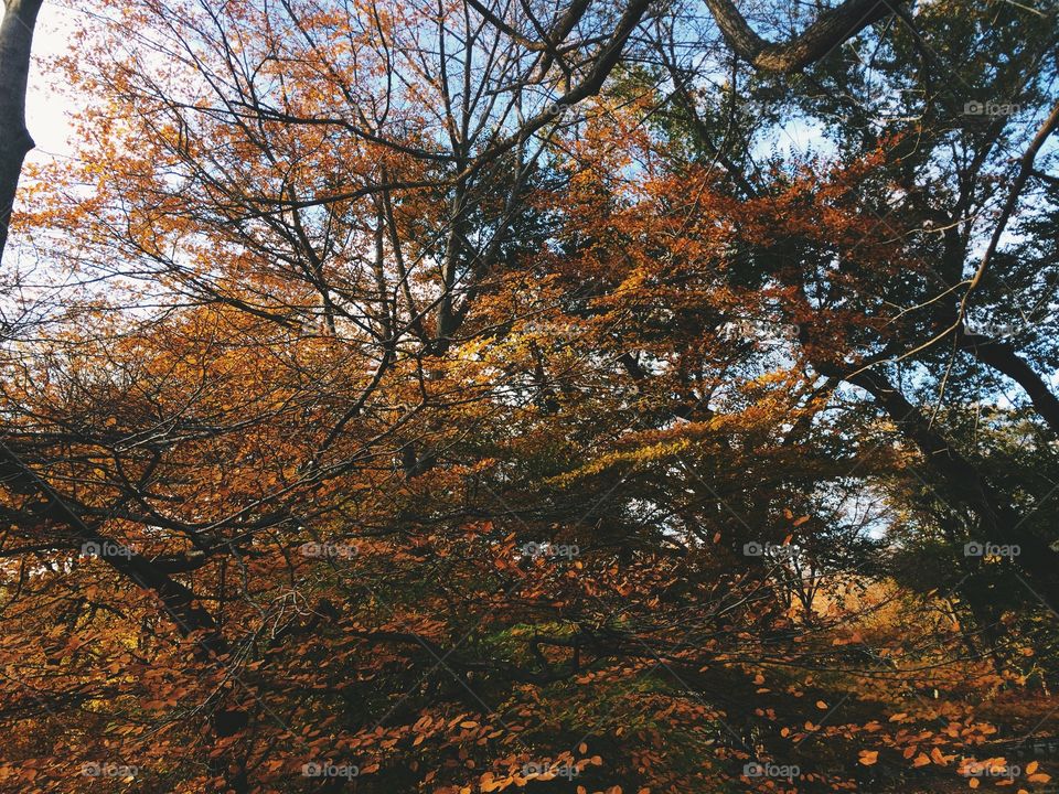 Fall, Tree, Leaf, Landscape, No Person