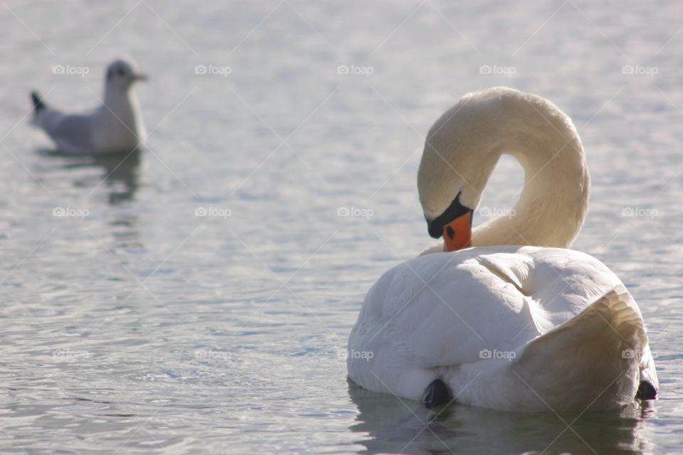 Swan scratching himself