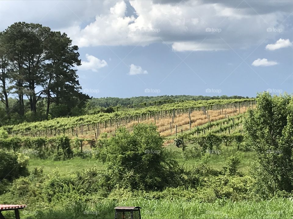 Vineyard in Fredericksburg, VA on cloudy day