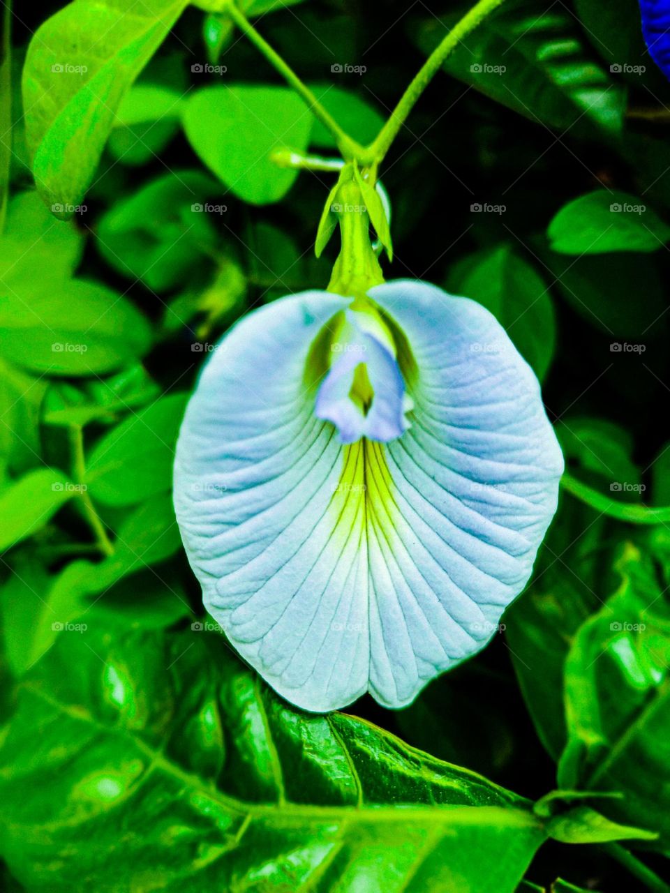 I took this picture of Aparajita next to our house. The picture of Aparajita looks very beautiful. Even the pictures of flowers are very beautiful. This picture of Aparajita is a picture taken of our village.