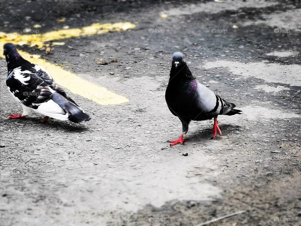 Pigeons