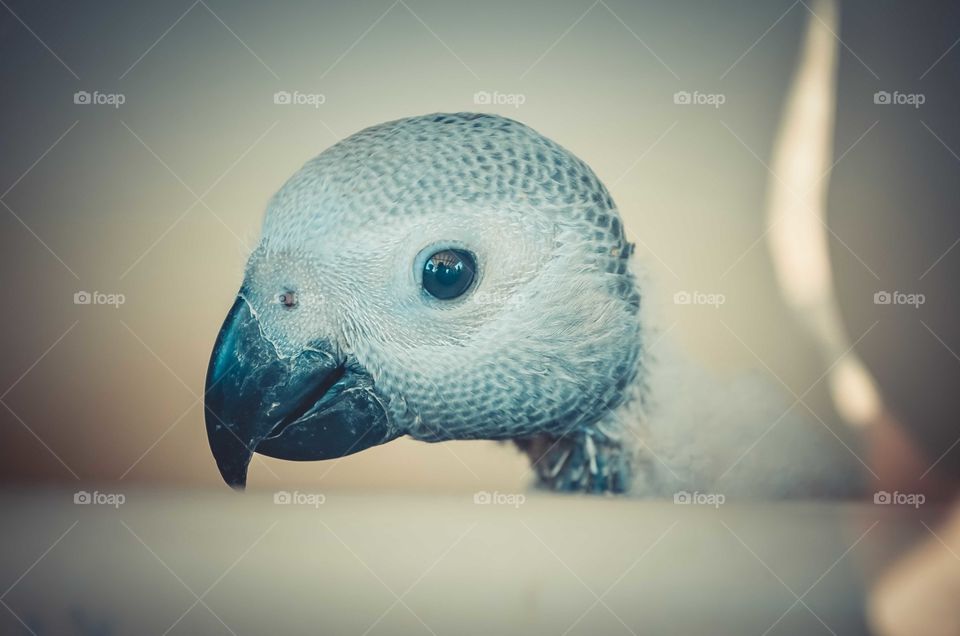 Closeup photo of baby parrot