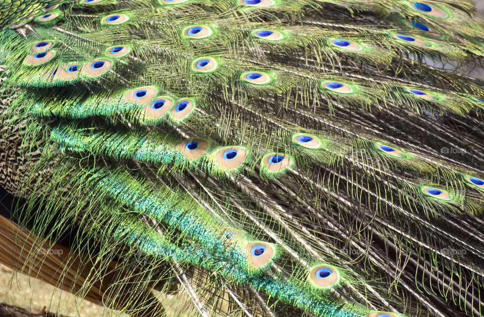 Feathers of the Peacock