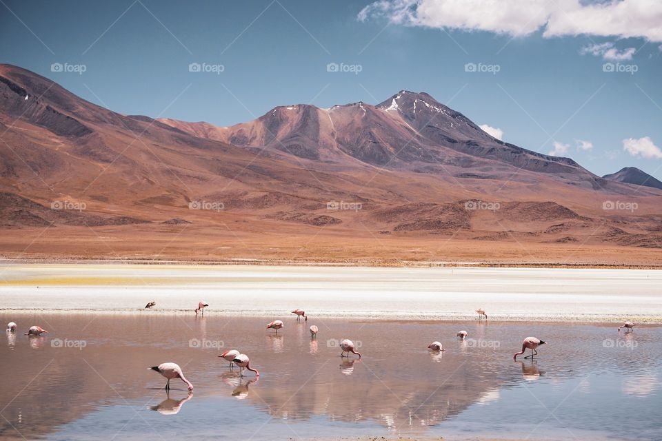 Flamingos on the altiplano