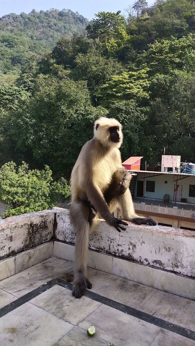 monkey