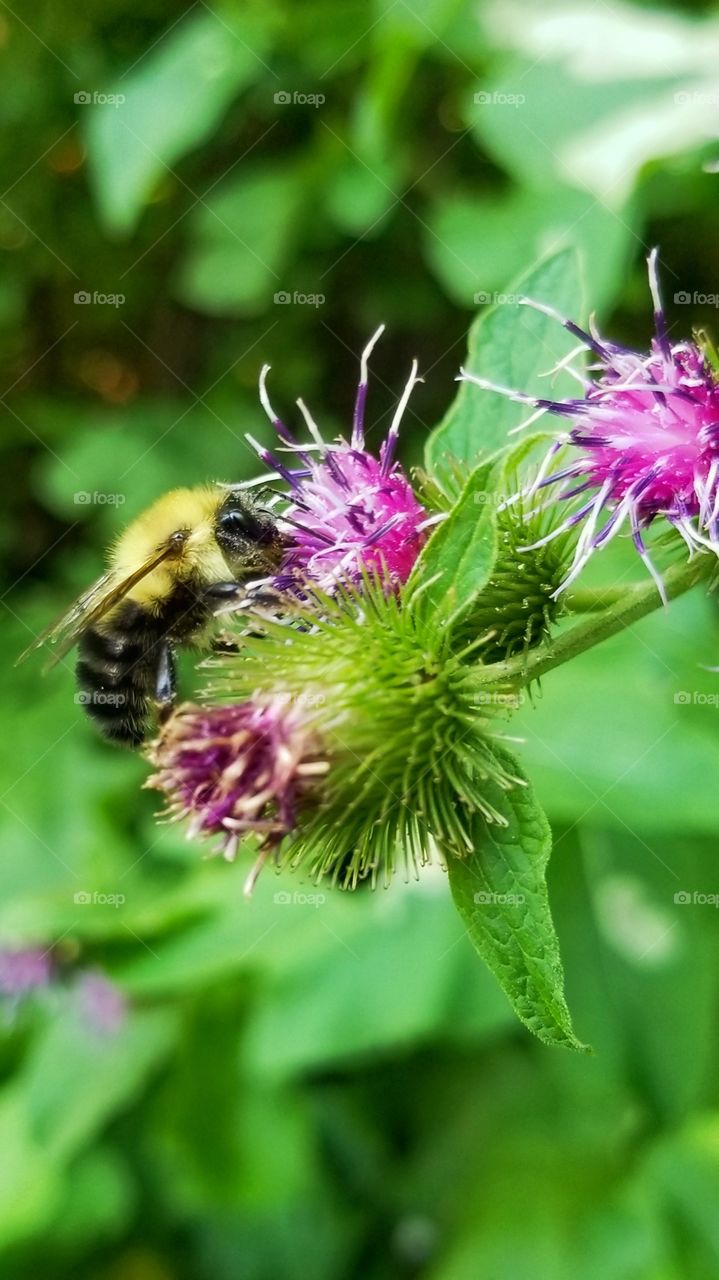 Pollinating bee