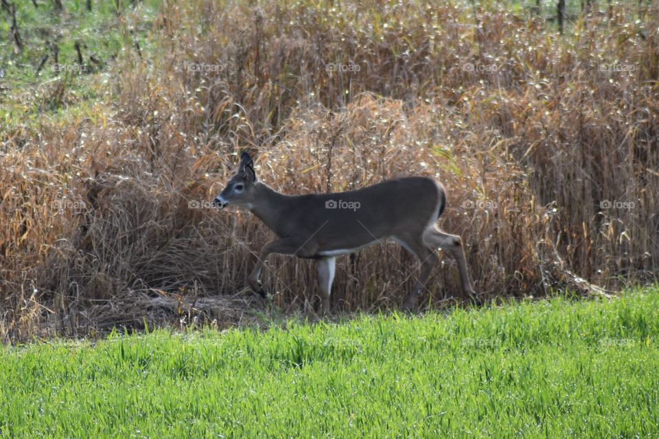 white tailed deer