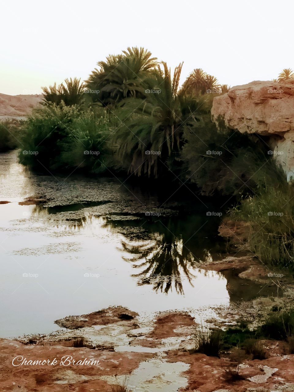 reflection of palm.tree on the surface of water ..in Wargnoun river ,the South of Tighmert in the region of Guelmim,Morocco