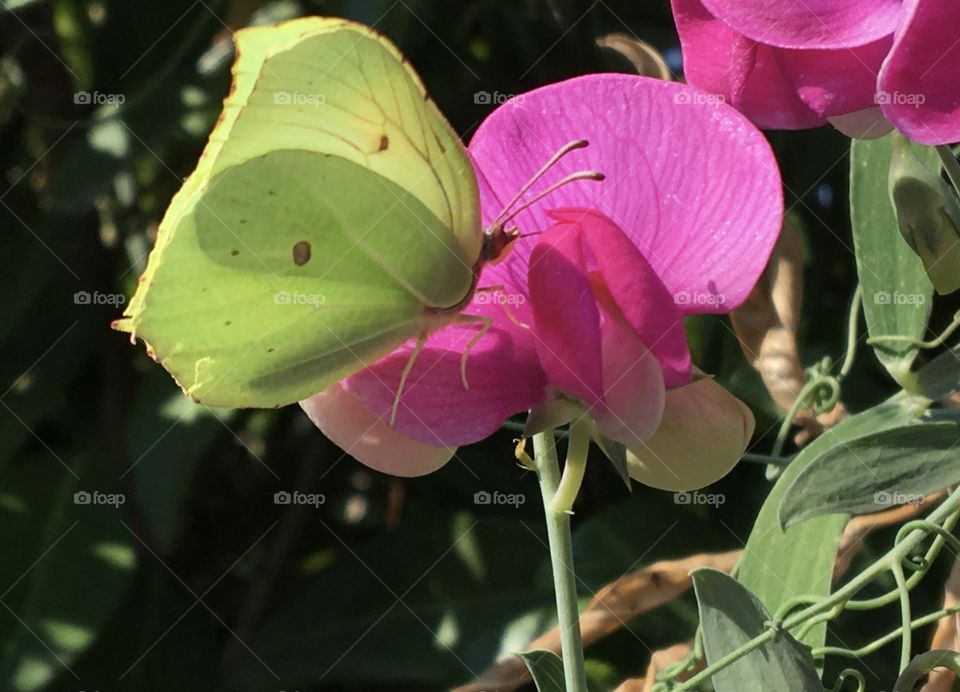 White butterfly on pink sweet Pea