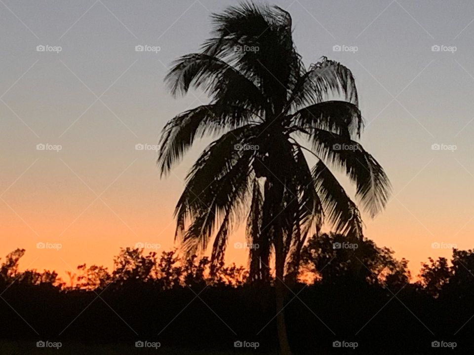 TROPICAL SUNSET