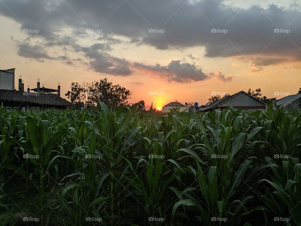sunset on the corn field