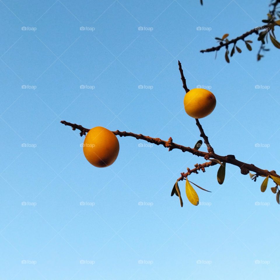 Beautiful argania spinosa at essaouira city in morocco.