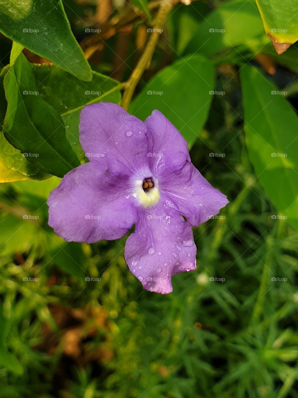 beautiful flowers in my garden