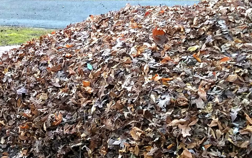 Leaf pile