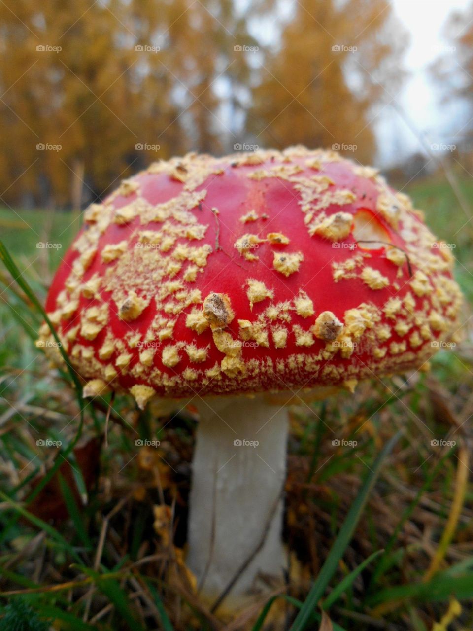 amanita mushroom close up growing in ground autumn time