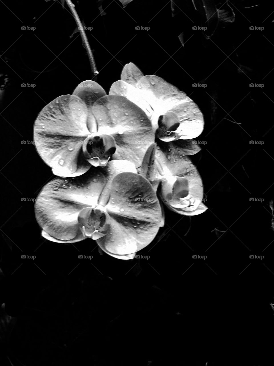 BW flower 