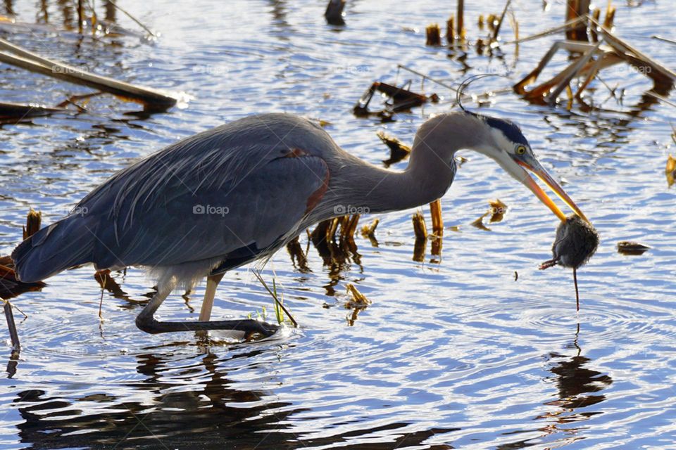 Heron in the act of soaking its food before eating
