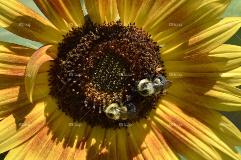 Bees on sunflower