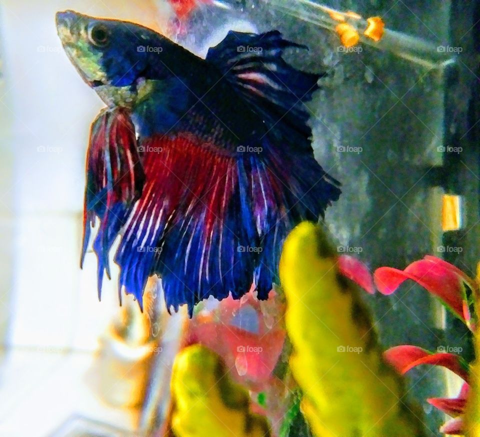 side view of blue and red fish in tank