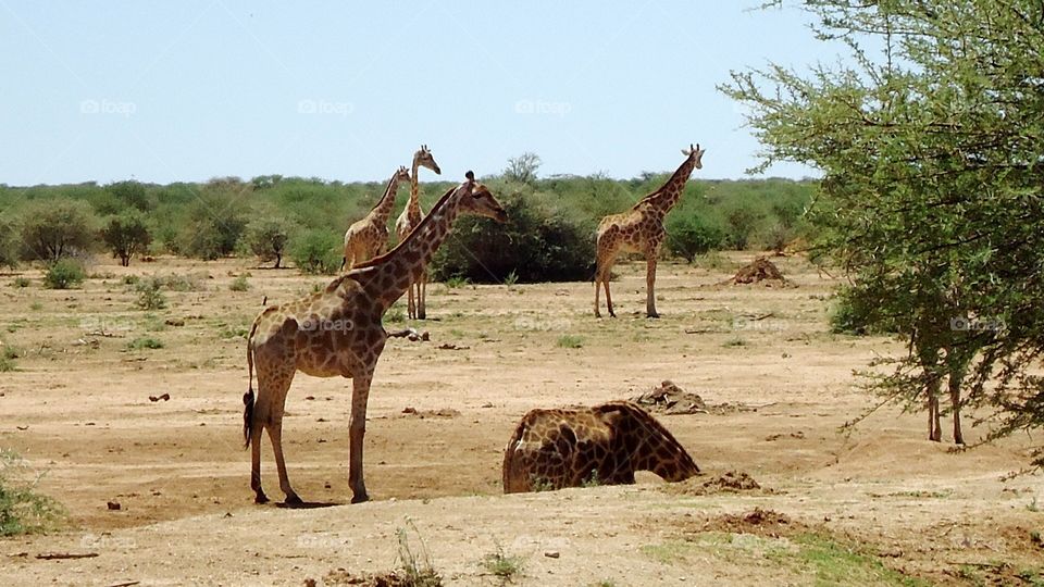 Giraffes in nature