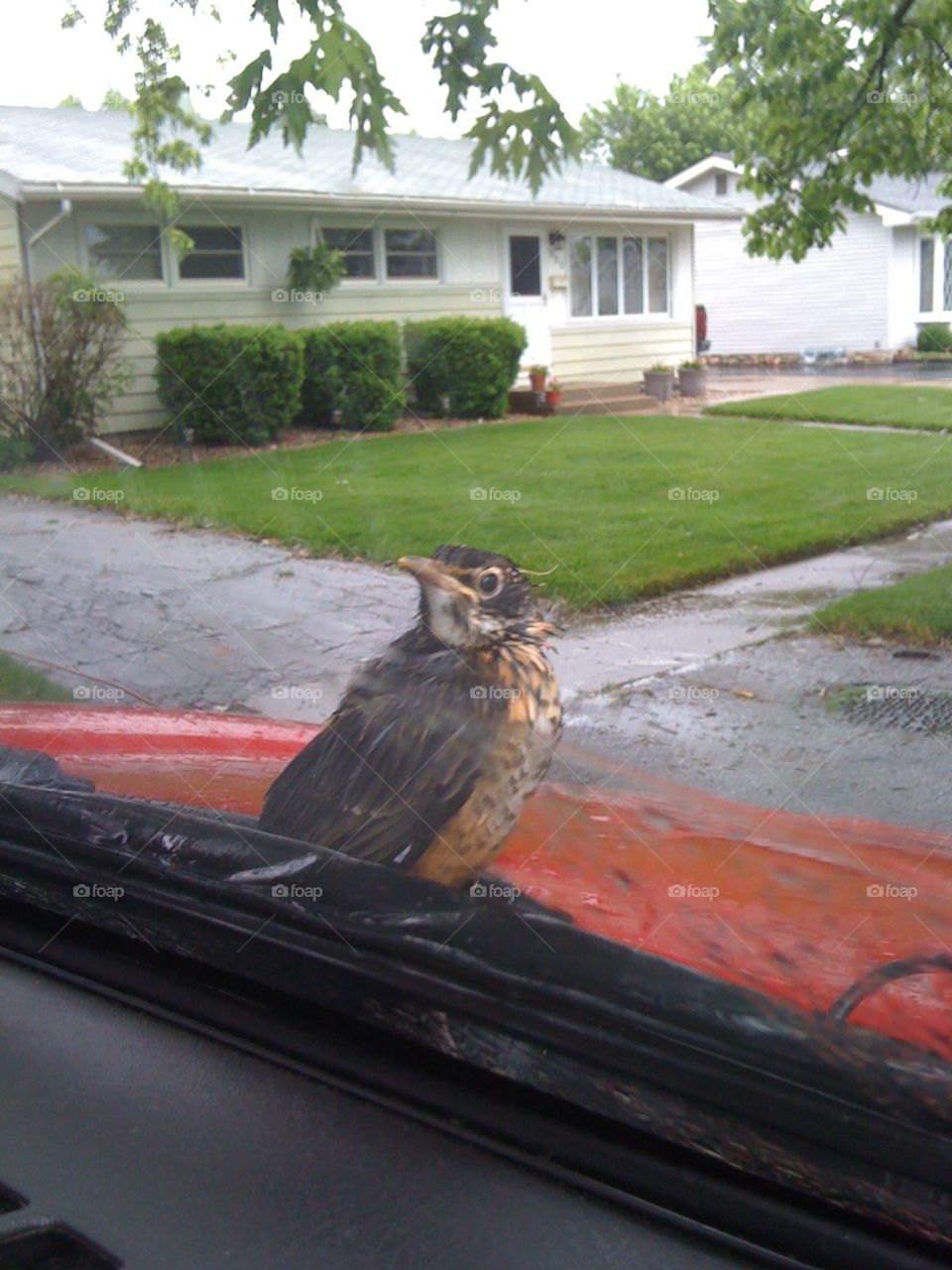 Bird on a windshield