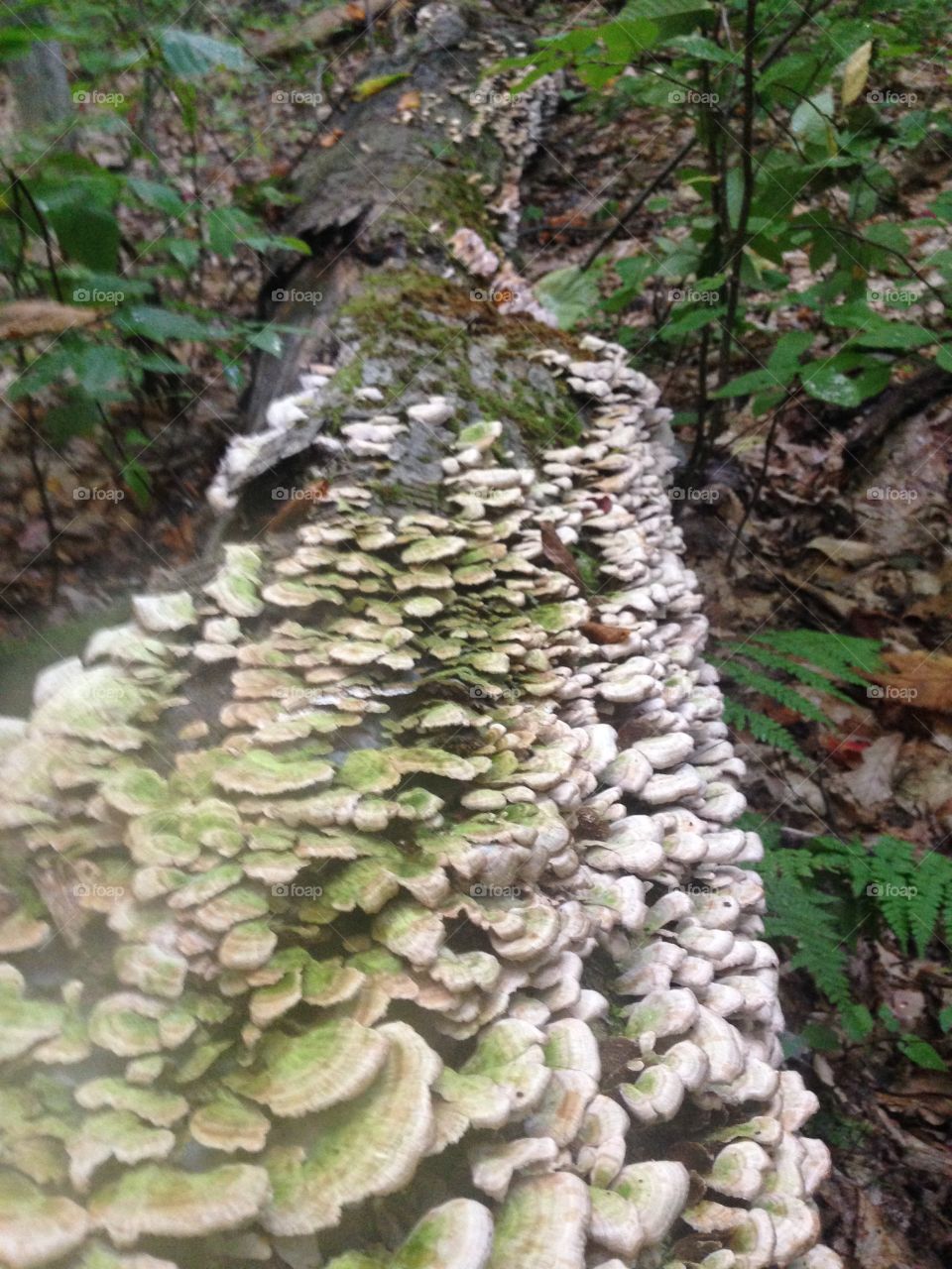 Close up of fungi