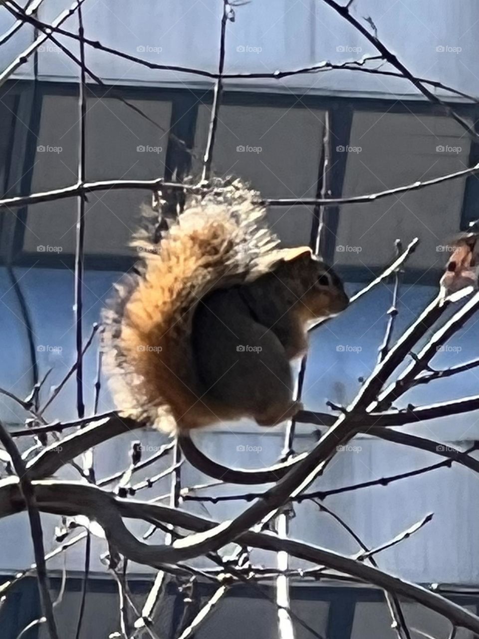 Squirrel Tail 